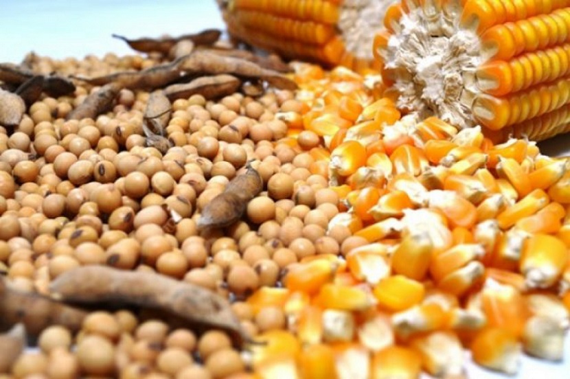 США скорочує експорт кукурудзи та сої у зв’язку з неврожаєм — Reuters