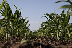 Європейські експерти очікують на скорочення врожаю кукурудзи в Україні майже на чверть