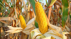 Через найсильнішу за останні 30 років посуху в Аргентині погіршуються перспективи виробництва кукурудзи