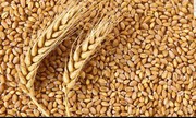 Марокко значно збільшить імпорт пшениці