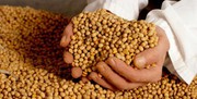 Індія очікує зібрати вищий за урядову оцінку врожай сої