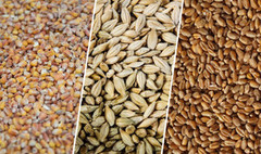У вересні відправки пшениці з України зросли до 2 млн тонн