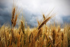 Аналітики знижують прогнози врожаю пшениці в Аргентині