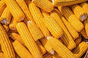 Китай шукає заміну кукурудзі з України та США