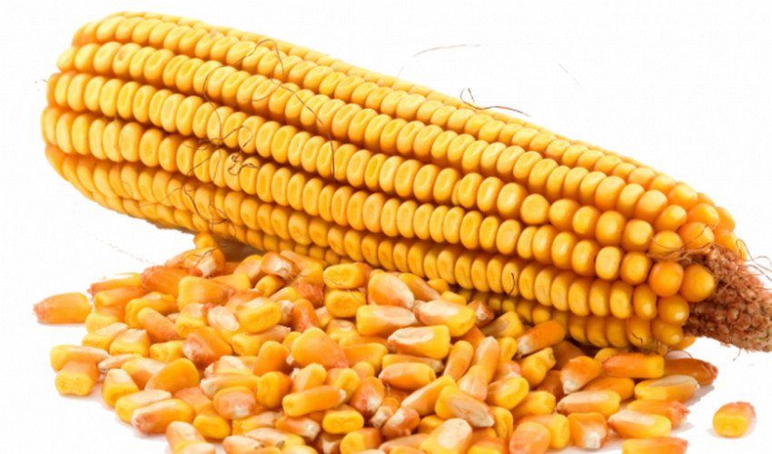 Зростання імпорту української кукурудзи в ЄС пом’якшило наслідки постраждалого від посухи врожаю — Reuters