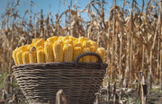 Аналітики IGC знизили прогноз світового балансу попиту та пропозиції кукурудзи у 2022/23 МР