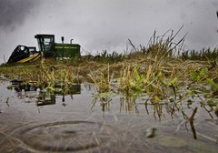 Дощі загрожують врожаю південноамериканської пшениці