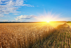 Врожай пшениці у ЄС у сезоні-2023/24 може перевищити 135 млн тонн