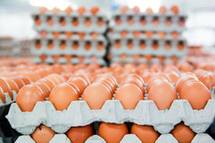Минулого тижня зростання ціни на курячі яйця зупинилося