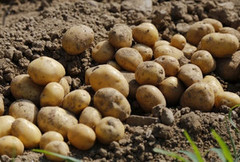 Ціни на картоплю в Україні прагнуть до нуля