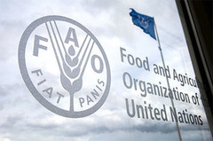 Міжнародні котирування на всі групи продовольчих товарів, що входять до Індексу продовольчих цін ФАО, знизилися, крім зернових