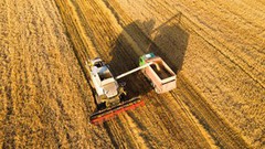 Українські аграрії завершили збір пшениці, гороху та ячменю