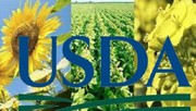 USDA знизив прогноз врожаю соняшника для України, але збільшив оцінку експорту