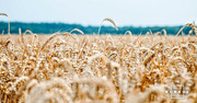 Прогноз урожаю пшениці в Аргентині вкотре знижено, а для Австралії - підвищено