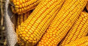 Єврокомісія скоротила прогноз врожаю кукурудзи у ЄС в 2022/23 МР більш ніж на 1 млн тонн