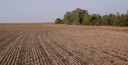 Засіяних у оптимальні строки посівів озимини в Україні катастрофічно мало