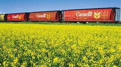 Врожай пшениці та каноли в Канаді знизився через посуху