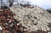 Втрати склали 12 млрд грн, або $330 млн: російські окупанти знищили виробництво на птахофабриці “Чорнобаївська”