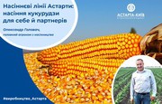 Як в Астарті вирощують насіння кукурудзи