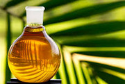 Малайзія і Єгипет планують реалізацію спільного проекту з виробництва пальмової олії