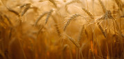 ЄБРР прокредитує Grain Alliance в рамках програми «Шляхи солідарності»
