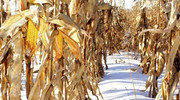 У ЄС заявили, що Україна не зібрала кукурудзу з 2 млн га