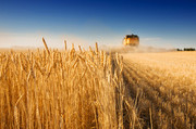 Рекордний врожай пшениці в Канаді стимулюватиме активний експорт зернової