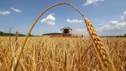 Україна у 2023 році розраховує на валовий збір урожаю на підконтрольних територіях у 70-75% показників цього року – Шмигаль