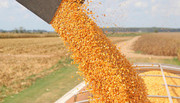 Кукурудза стала єдиною зерновою культурою, яка продемонструвала зростання експорту