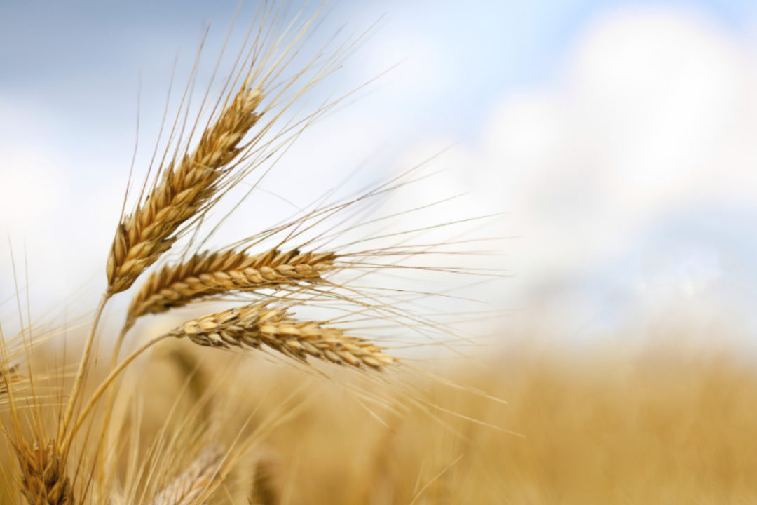 Аграрії Вінниччини намолотили 4 мільйони тонн зерна