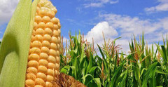 Євросоюз у поточному сезоні вдвічі збільшив імпорт кукурудзи