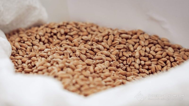 Аргентина зібрала 12,3 млн т врожаю пшениці