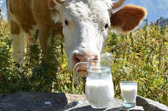 Україна має абсолютний рекорд за експортом молочної продукції в Європу, - Тарас Висоцький