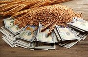 Рада ухвалила законопроект про повернення валюти при експорті зерна