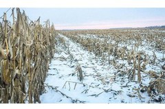 В Україні досі не зібрали суттєвий обсяг врожаю кукурудзи