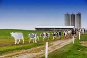 USDA прогнозує зменшення поголів’я молочних корів у ЄС у 2023 році