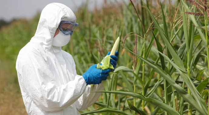Репутаційні та фінансові втрати: чому необхідно допрацювати законопроєкт про ГМО