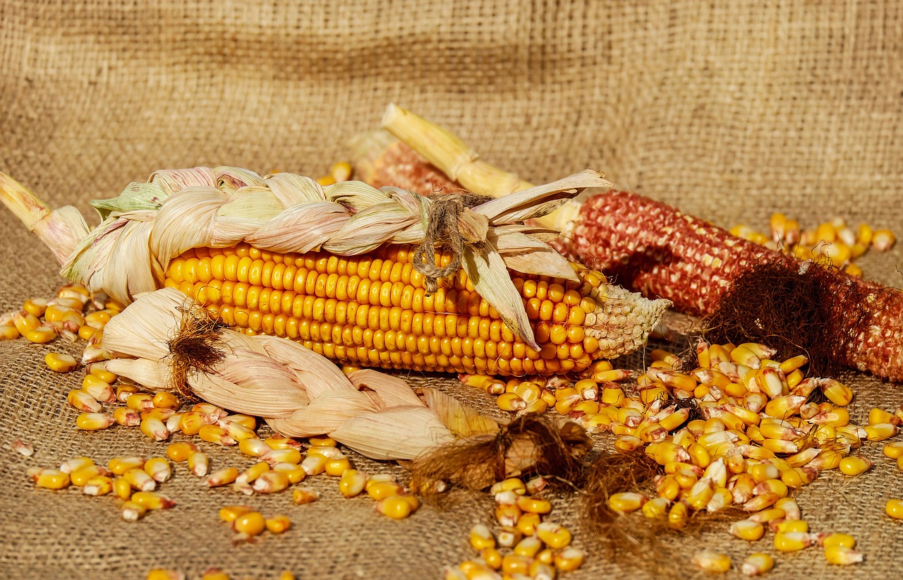 В Україні намолочено 25,2 млн тонн кукурудзи