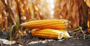 Експерти скорочують прогноз виробництва кукурудзи в Бразилії через тривалу посуху