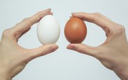 В Україні зміниться класифікація яєць