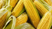 Закупівельні ціни на кукурудзу в Україні падають через зупинення роботи терміналів в портах Чорного моря