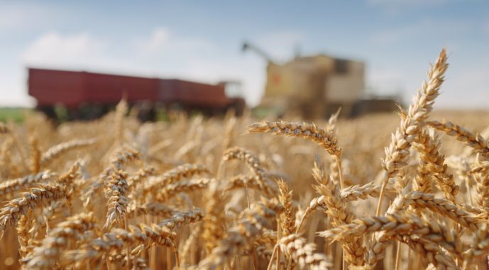 Україна у 2023 році збере вдвічі менше зерна, ніж до війни