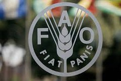 Індекс цін на продовольство ФАО продовжує знижуватися