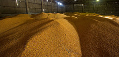 В Україні залишається 33 мільйони тонн зерна, яке має бути експортоване - експерт
