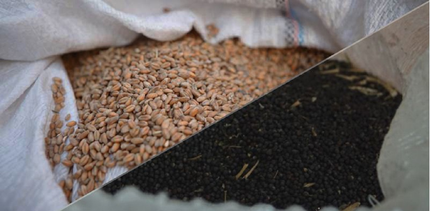 У 2023 році Індія може зібрати рекордний урожай пшениці та ріпаку