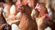 Аргентина призупиняє експорт птиці через підтверджений перший промисловий випадок пташиного грипу