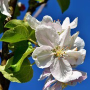 Європейською Комісією дозволено експорт садивного матеріалу яблуні, сливи та аличі з України до країн ЄС
