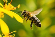 Алгоритм дій при отруєнні бджіл засобами захисту рослин та профілактика отруєнь: головні теми великого форуму