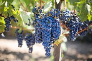 Прийняття законодавчих ініціатив надасть старт новому етапу відновлення та розвитку виноградарства, - Тарас Висоцький