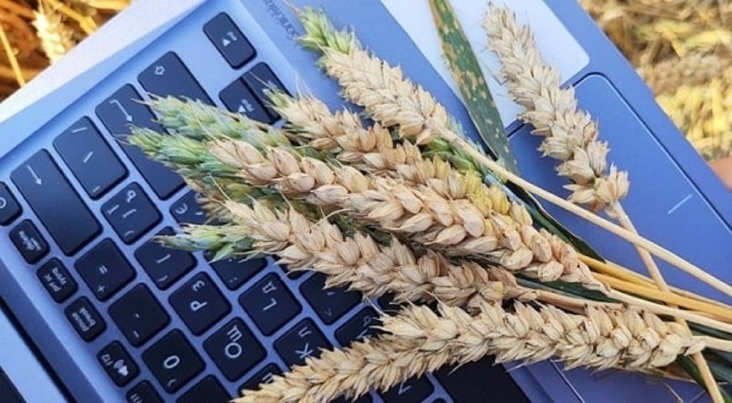 Обсяг запасів зернових у світі у сезоні 2022–2023 років знижується: попередні прогнози вказують на зниження обсягів виробництва пшениць